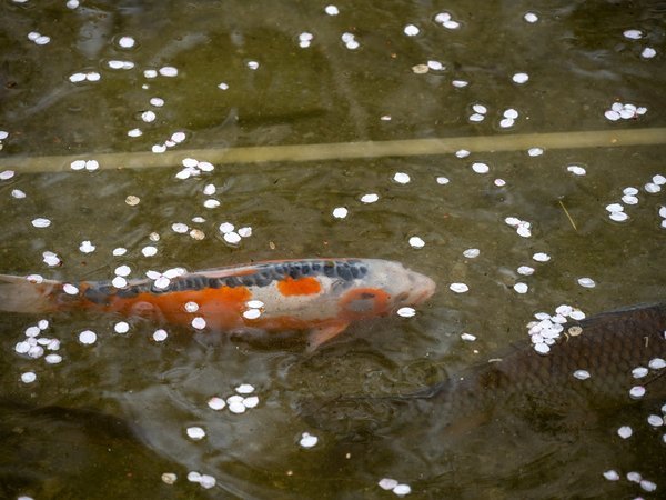 �{�ف@�t�̒���