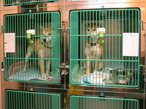 ��������@���򋽁@��Â�F���E��T�C�Y�̃P�[�W���������܂�