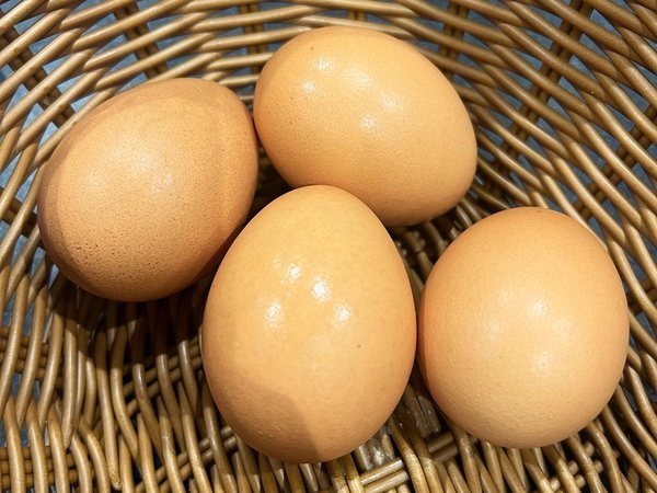 �ԕ�n�C�c�F�ԕ�̌�