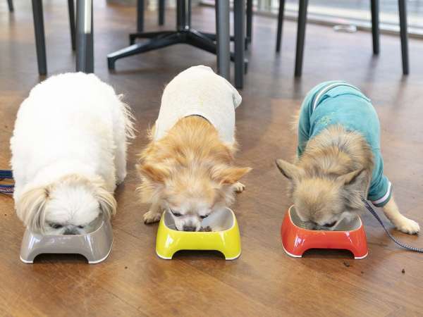 レストランではわんちゃんメニューもご用意しております【朝食:通年】