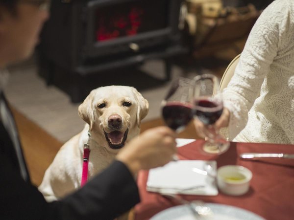 レストラン「ラ・テラス」(わんちゃんとのお食事イメージ)