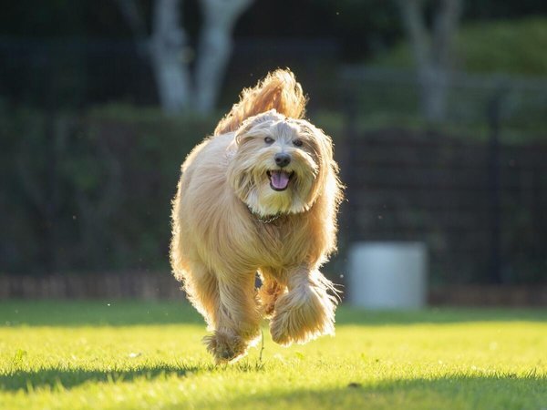 �����p���_�C�X �����x�F�y2024�N6��17���J�n�z�O���[�v�{�݂�dog park�������p�����܂�