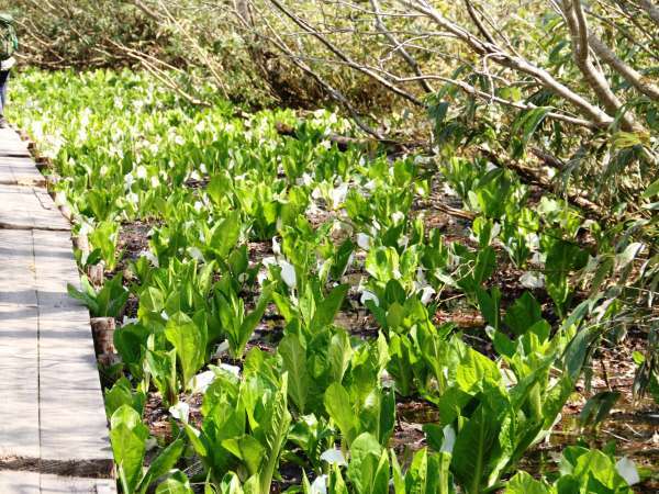 �y��������@�ˑq���فz�������������̋��_�Ɂ����򂩂������E�����ˑq����Ńc���c������