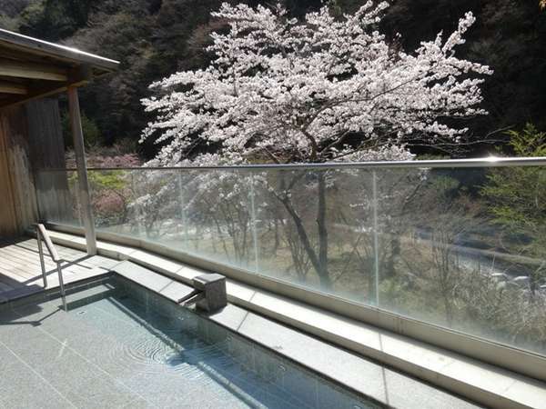 大浴場露天風呂からの桜