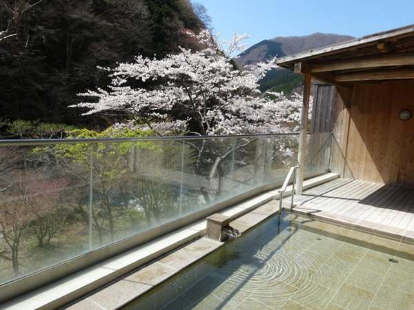 大浴場露天風呂からの桜