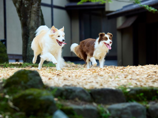 【ドッグラン】中庭にはウッドチップを敷き詰めたドッグランをご用意