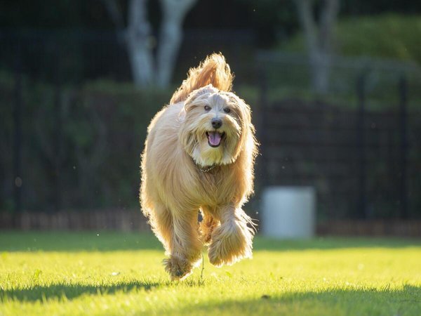 �����p���_�C�X ���ȁF�y2024�N6��17���J�n�z�O���[�v�{�݂�dog park�������p�����܂�