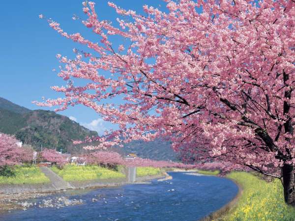 �y�ԂƑݐ؉���̏h�@�r�[�`�T�C�h100�z���b�q�������ƌ��v���싅�`�A�̎�v�w���c�ވɓ��̌��C�h�I�I