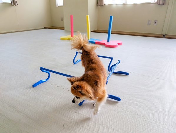 �����h�b�O�����ň�������͂��Ⴌ�I����Ȏp�݂����ƂȂ�!!