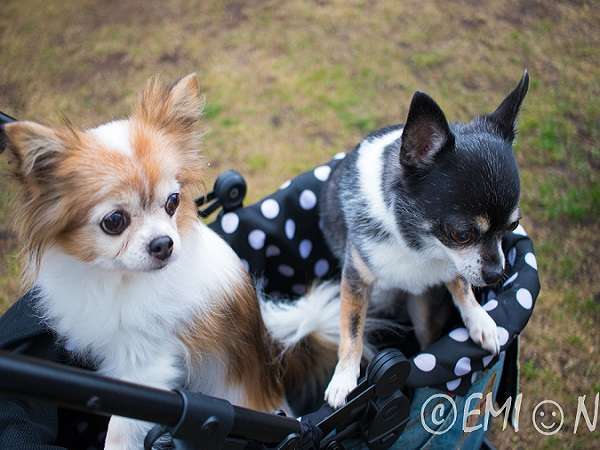 �ʓ@�@�΂̉� �ɓ����� �y�b�g�Ɣ��܂��S���I�V�t���q���̏h�F�y�b�g�����ƃX�e�C�I