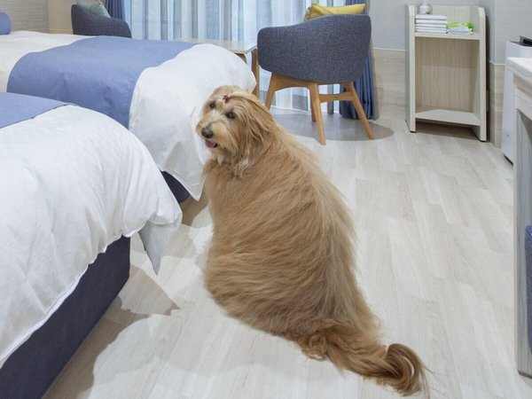 �����p���_�C�X �v���~�A �ɓ������F��񂿂��O�b�Y