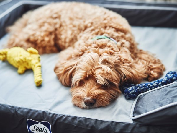 �V�^�f�B�[���n�[�o�[�t�����g���l�F�y�b�g�t�����h���[