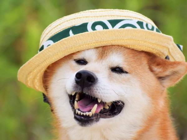 ��Ƃ�듴��΁F�����̂��h������