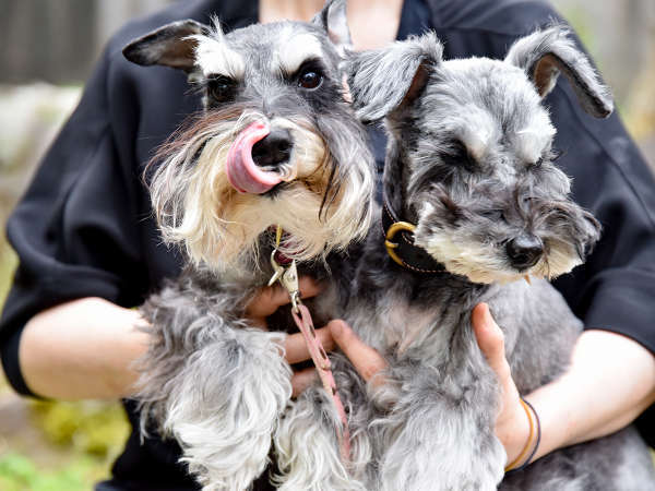 愛犬癒しの宿 ｄｏｇ ｓ ｄａｙ ドッグデイ 宿泊予約は じゃらんnet