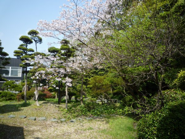 白柳荘の春の庭園