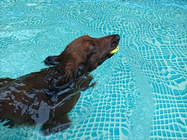 ���ċG���聙9/30�܂�DOG PARK�ɂ�񂿂��v�[�����o��I