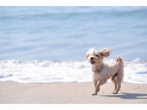 ��H���ዷ�̊C�A�H�A���������\����h�@�ዷ�����F�����Ƃ����܂肢����������ʎ��i121�����j