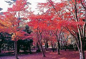 虹の郷　日本庭園