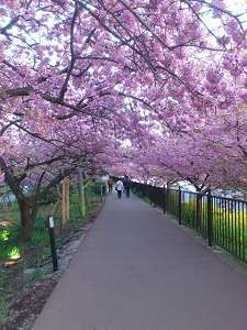 河津川のすぐそばに咲く河津桜。まるいから車で10分ほどで着きます。