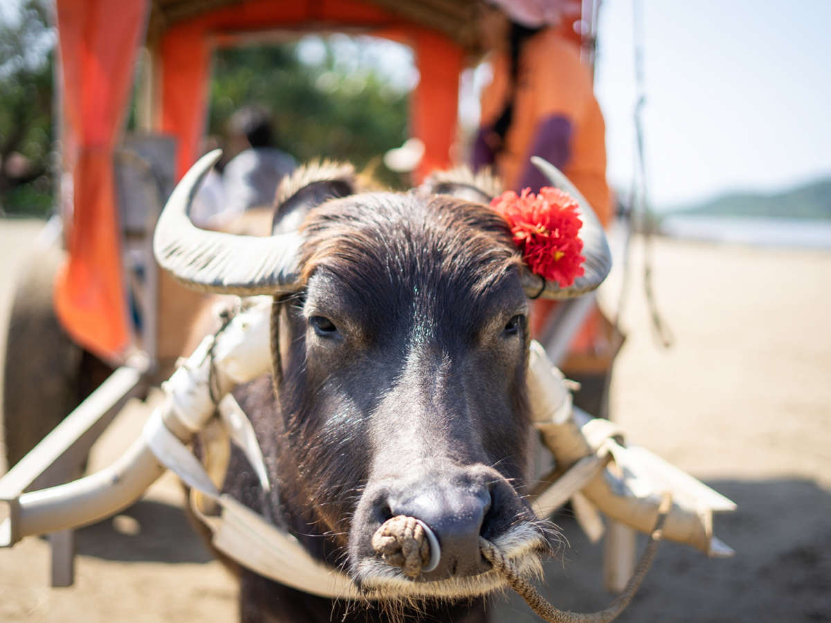 西表島由布島といえば、水牛車に乗って島へ渡ることが有名です！