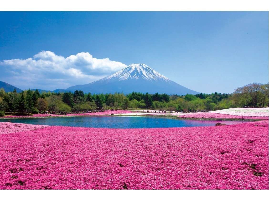 芝桜まつり　富士本栖湖リゾートにて4月下旬～5月下旬までお楽しみいただけます