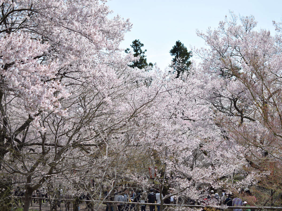【高遠城址公園の桜】桜の名所。当館より車で40分ほど。