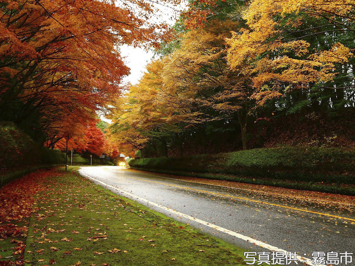 当館前も通る国道223号沿いもきれいな紅葉に染まります。