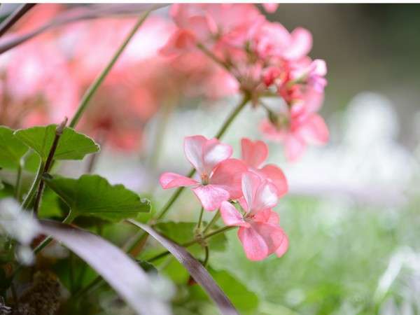 四季折々で花や木々の素敵な姿がみられます♪