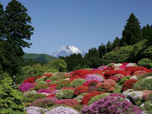 ツツジは富士山に駆け上がるように、芦ノ湖へ流れ込むように植えられ、1枚の絵画のような美しさ。