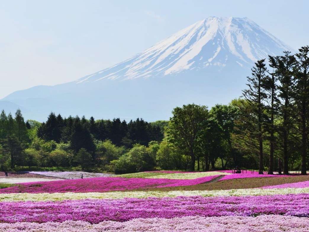 【周辺観光】富士本栖湖の芝桜：一面に広がる芝桜。5月初旬が見ごろ※写真は過去の様子