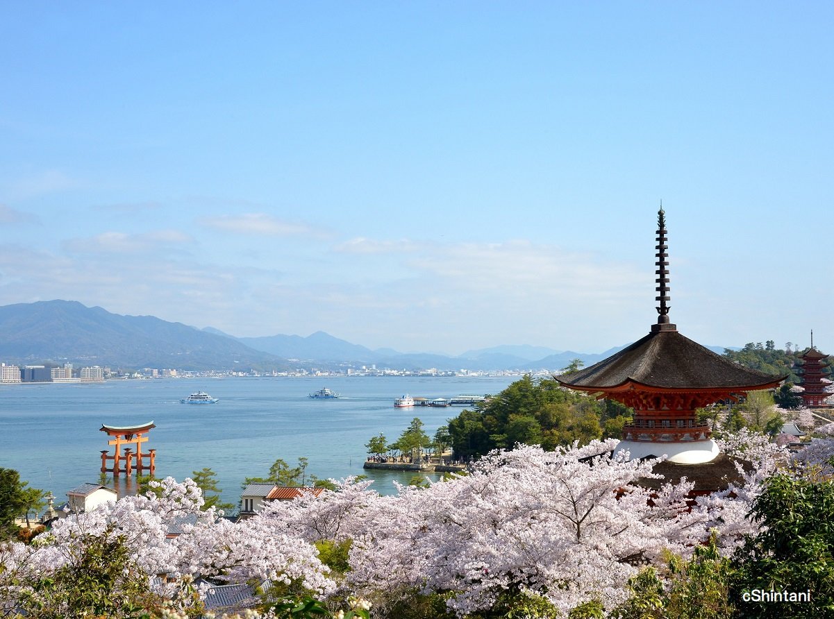 大改修を終え、鮮やかによみがえった大鳥居と桜をお楽しみください。宮島(春)20240125