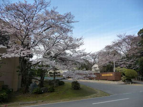 『奈良　万葉若草の宿　三笠』周辺の桜　　　２００９年４月３日撮影