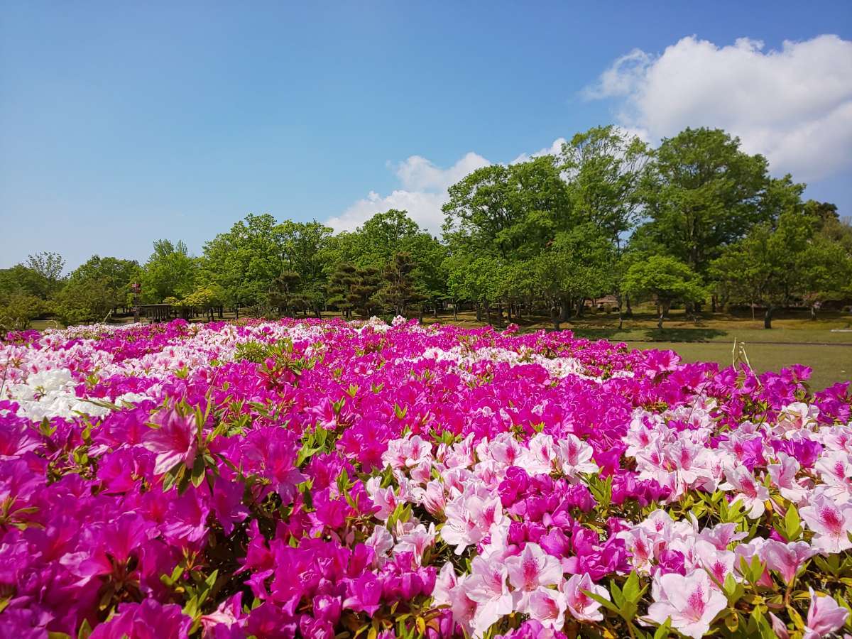 越前陶芸公園は新緑とお花が美しい（5月）