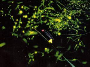 Surroundings・Views