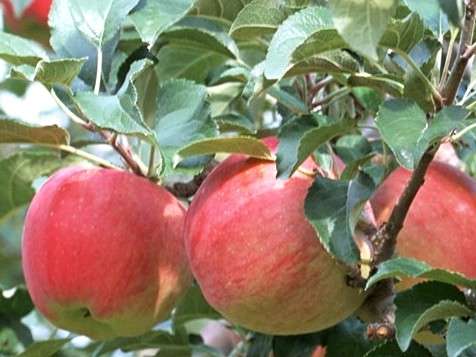 収穫を体験！甘くて美味しい成就のりんご