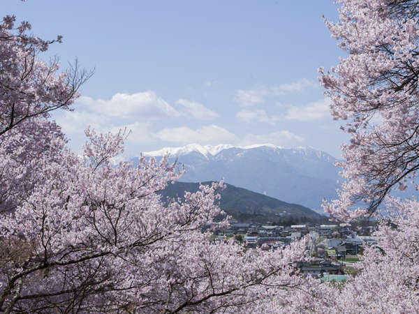 雪山を背景に咲き誇る桜