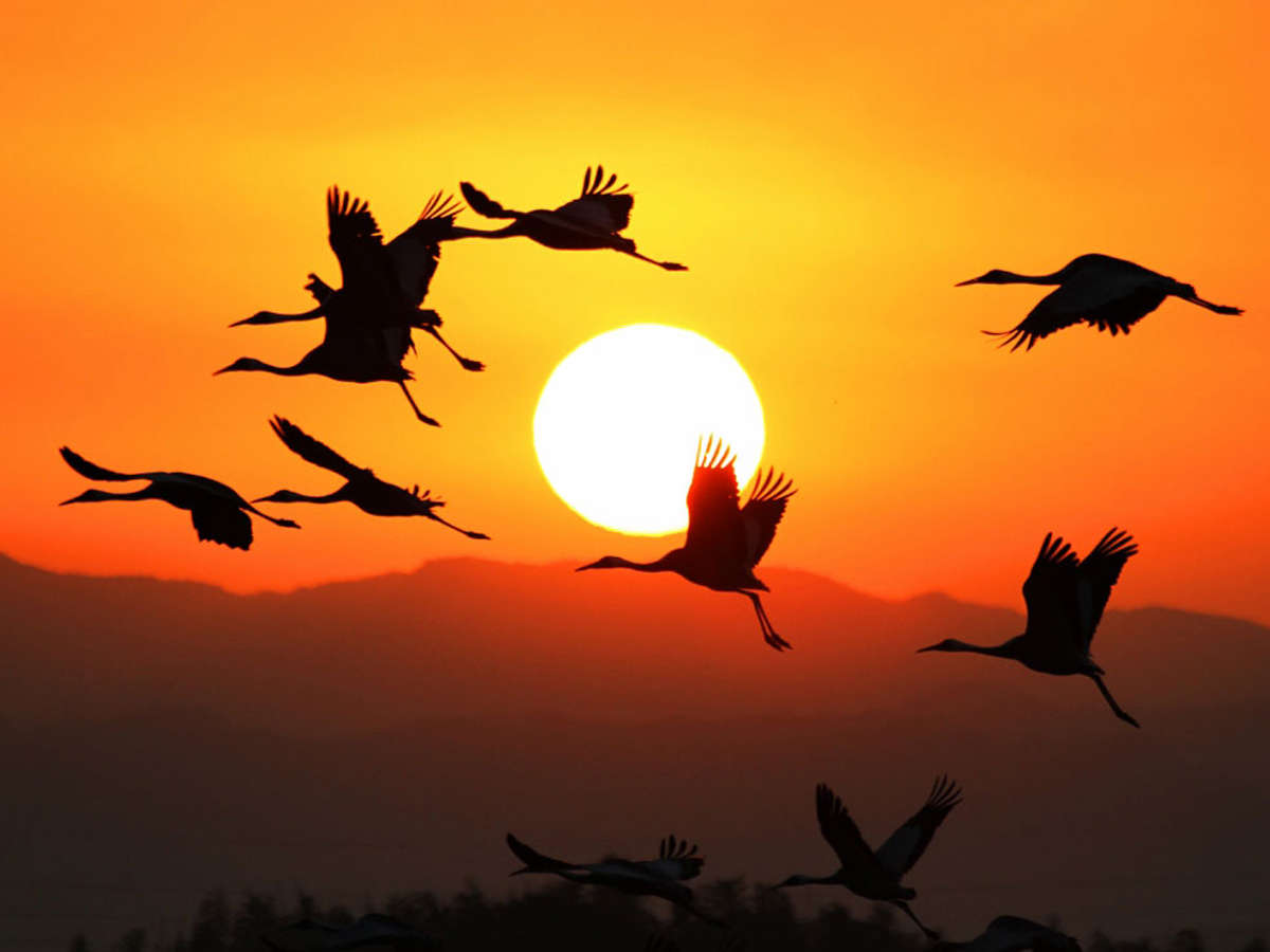 朝日の中飛び立つ鶴の美しい姿