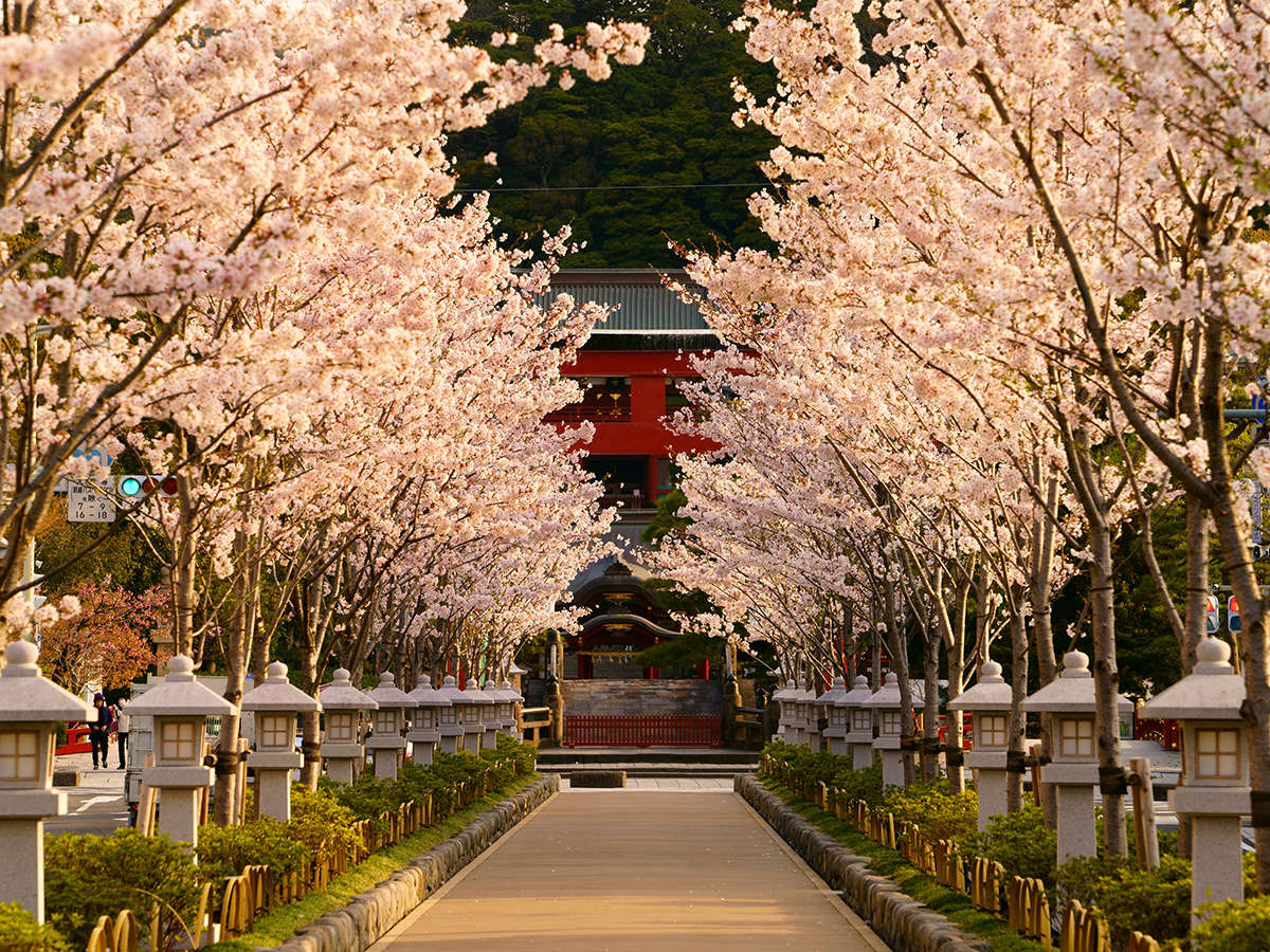 朝日に輝く満開の桜並木～段葛・鶴岡八幡宮