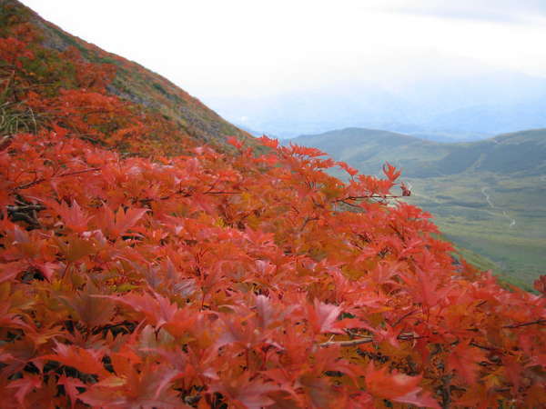 秋の月山の紅葉はみごとです