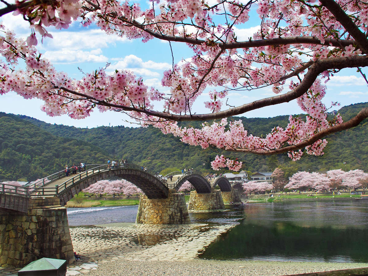 『日本さくらの名所100選』にも選ばれている錦帯橋の桜。毎年多くの人で賑わう桜の見頃は3月下旬～4月上旬