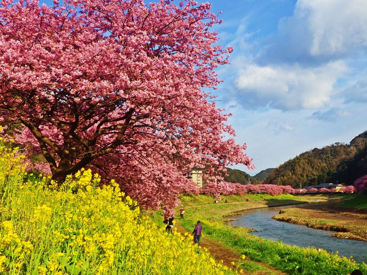 河津桜まつり・みなみの桜と菜の花まつり会場まではお車で15～30分ほどです。