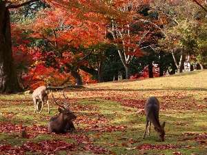 ゆっくりと朝の奈良公園をお散歩されるのもオススメです