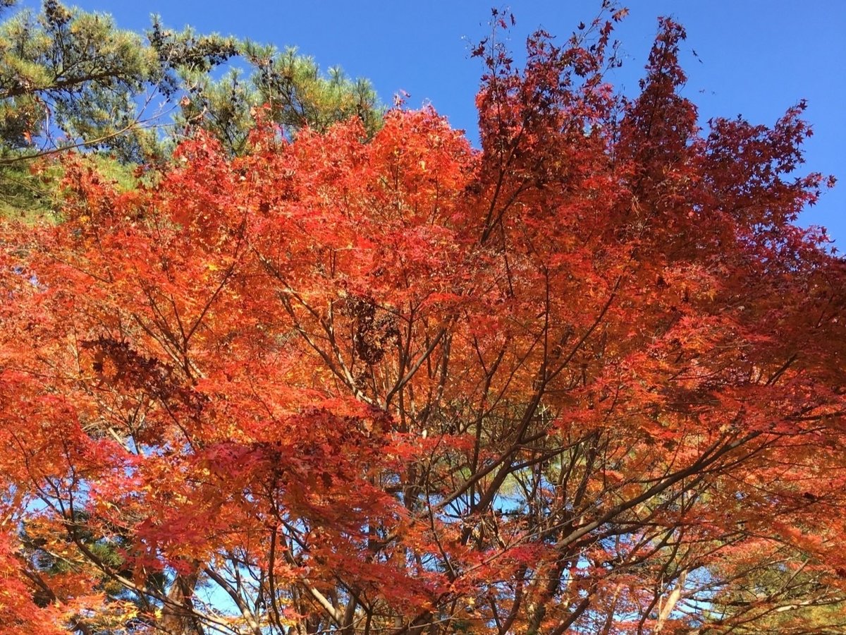 ■伊勢市内も秋は紅葉が