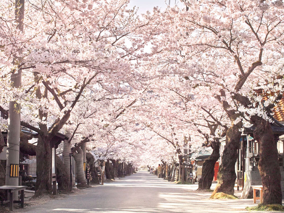 〝日本で最も美しい村”が、一年で最も美しい時。お部屋から木々を眺め、桜並木を「ふたりじめ」！