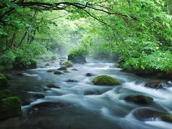 【奥入瀬渓流】日本屈指の景勝地、奥入瀬渓流（車で約60分）