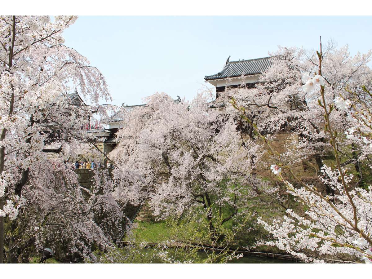 【上田城跡公園内　桜】　～春～　■ホテルより徒歩で約15分（協力：上田市）
