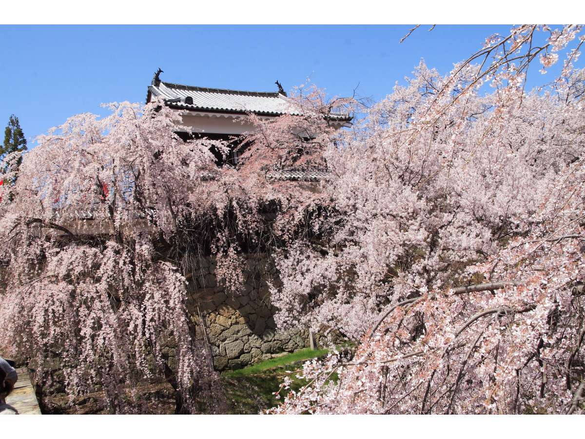 【上田城跡公園：桜】　～春～　■ホテルより徒歩で約15分　（協力：上田市）