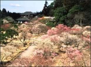 日本三大名園「偕楽園」毎年梅まつりは多くの観光客で賑わいます。