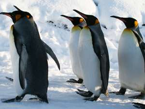 大きなペンギンたちが目の前を通過していく様子はとてもかわいいです！