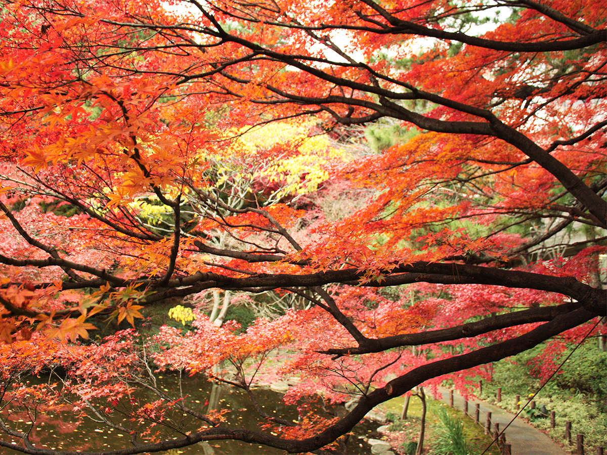 御殿山庭園（秋）　徳川の時代から続く池に写る紅葉は、また趣があります。　　